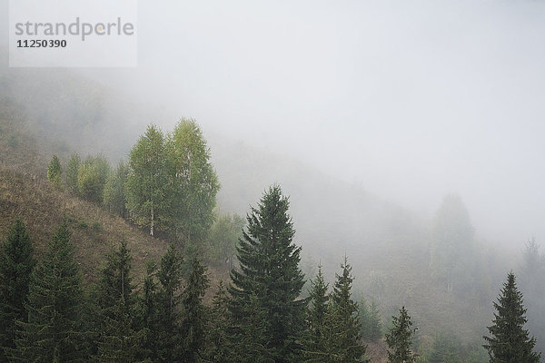 Landschaft mit Wald im Nebel