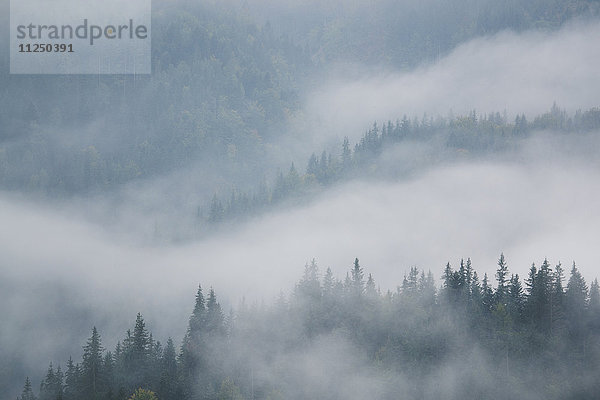 Landschaft mit Wald im Nebel