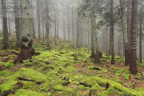 Wald im Nebel mit Moos