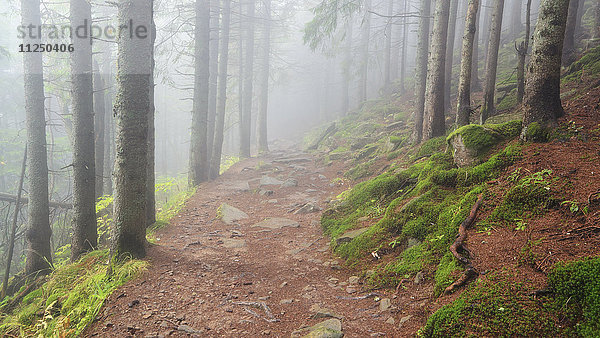 Fußweg im Wald bei Nebel