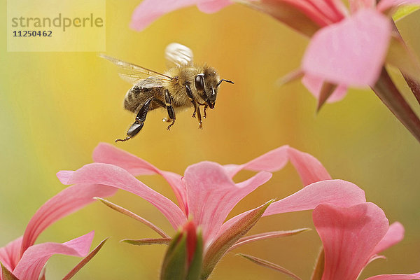 Honigbiene  Apis mellifera  fliegt