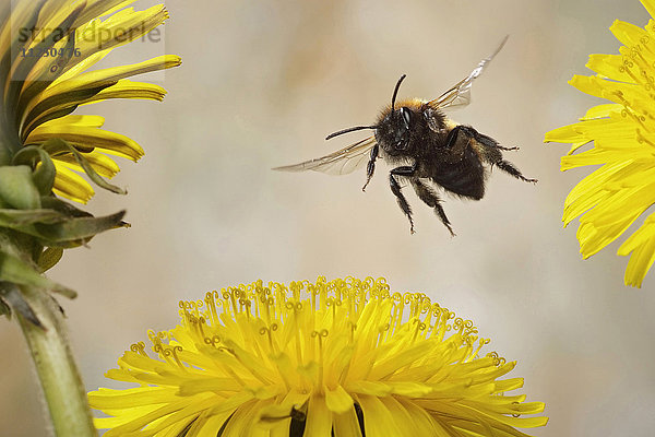 Waldbiene  Andrena fulva