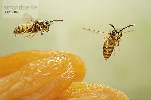 Zwei Gemeine Wespen  Vespula vulgaris  fliegen über Aprikosen
