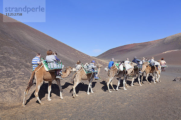 Touristen auf Kameltour  Dromedare  Parque National de Timanfaya  Lanzarote  Kanarische Inseln  Spanien  Europa