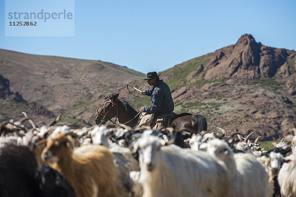 Gaucho auf dem Pferderücken beim Hüten von Ziegen entlang der Route 40  Argentinien  Südamerika
