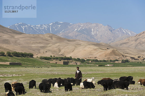 Ein Junge führt seine Ziegen zum Weiden in der Provinz Bamiyan  Afghanistan  Asien