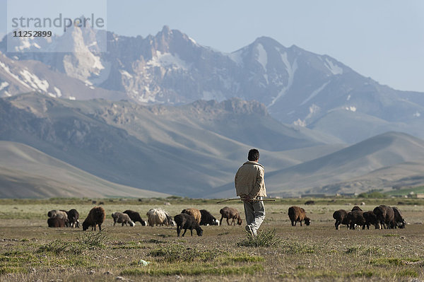 Ein Junge führt seine Ziegen zum Weiden in der Provinz Bamiyan  Afghanistan  Asien
