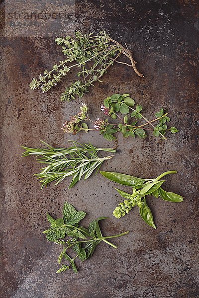 Frische Kräuterzweige: Thymian  Oregano  Rosmarin  Basilikum und Minze