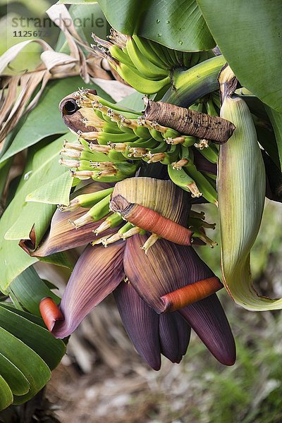 Bananenstaude am Baum