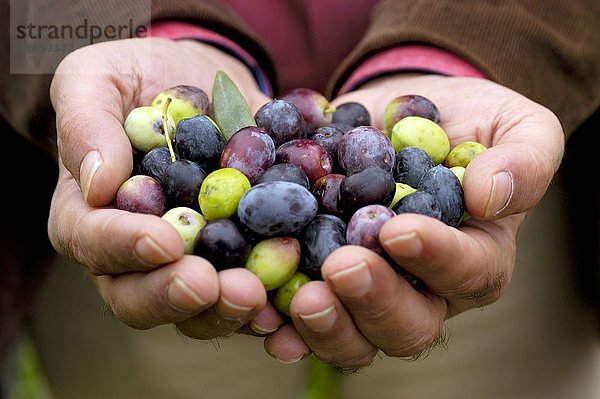 Hände präsentieren frisch geerntete Oliven