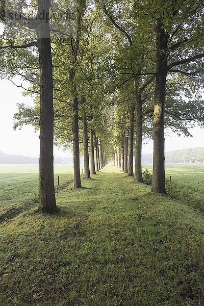 Niederlande  Grüner Weg mit Bäumen