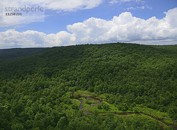 USA  Pennsylvania  Allegheny National Forest mit schmalem Bach