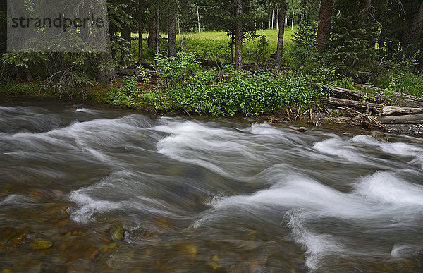 USA  Colorado  Ridgway  Schnell fließender Bach im Uncompahgre National Forest