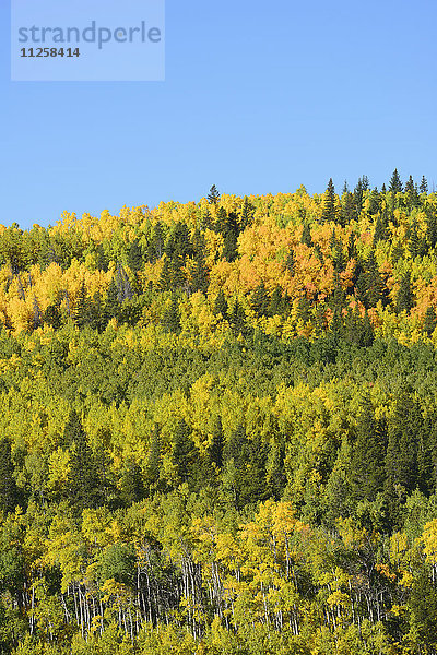 USA  Colorado  Kenosha Pass im Herbst