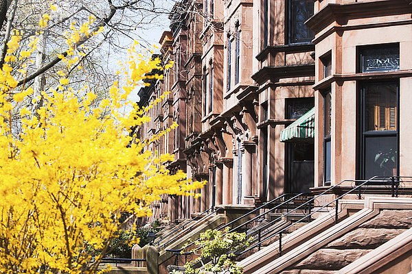 USA  New York State  New York City  Brooklyn  Fassade eines Stadthauses und gelber Baum in Blüte