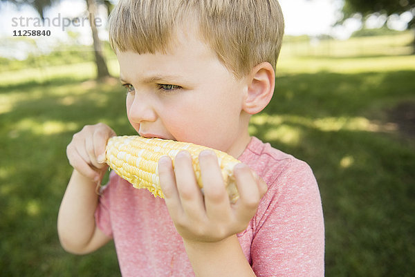USA  Pennsylvania  Washington Crossing  Junge (4-5) isst Maiskolben