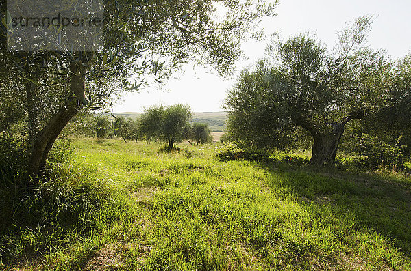 Italien  Toskana  Pienza  Olivenbaum im Feld