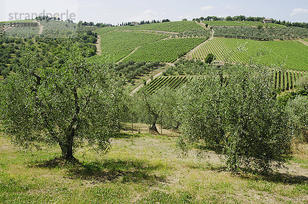 Italien  Toskana  Pienza  Landschaft mit Olivenbäumen