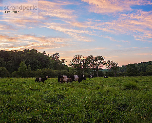 USA  Maine  Rockport  Kühe auf der Weide bei Sonnenuntergang