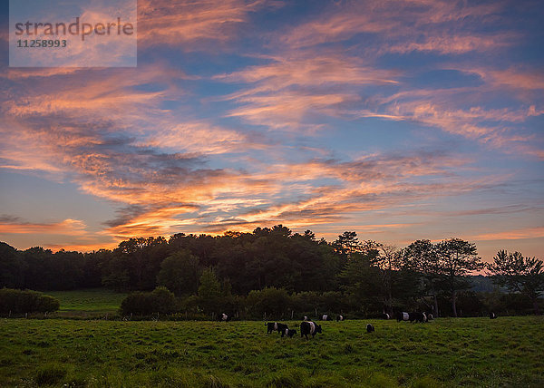 USA  Maine  Rockport  Kühe auf der Weide bei Sonnenuntergang