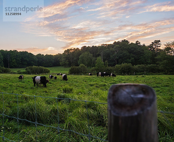 USA  Maine  Rockport  Kühe auf der Weide bei Sonnenuntergang