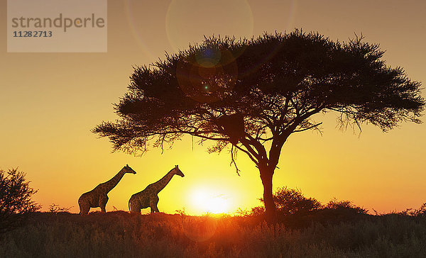 Giraffen unter einem Baum bei Sonnenuntergang im Etosha-Nationalpark  Namibia