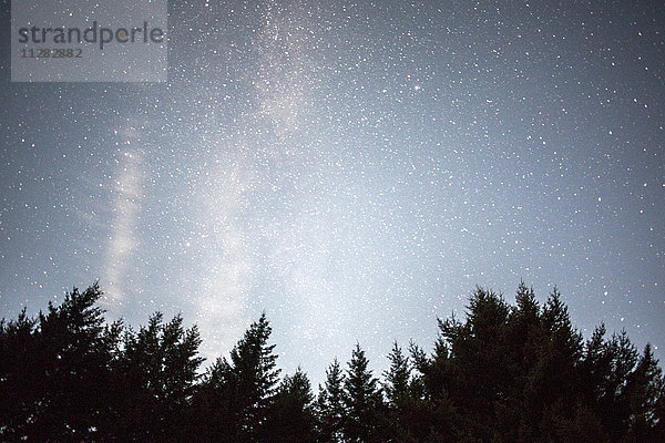 Sterne am Nachthimmel über Bäumen