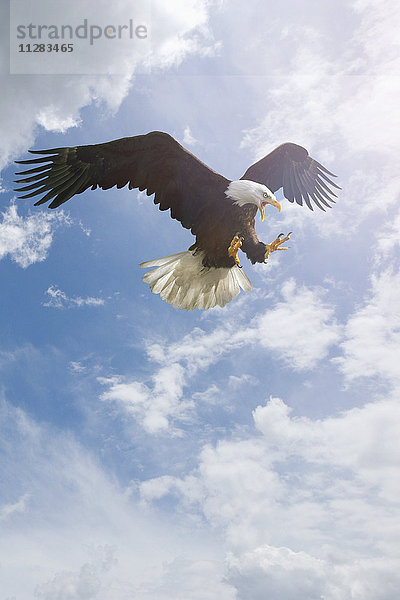 Wilder Adler fliegt in bewölktem Himmel