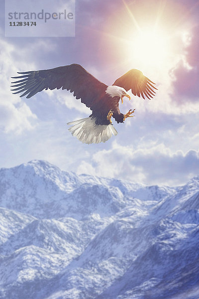 Fierce Adler fliegen in bewölktem Himmel über Bergkette im Winter