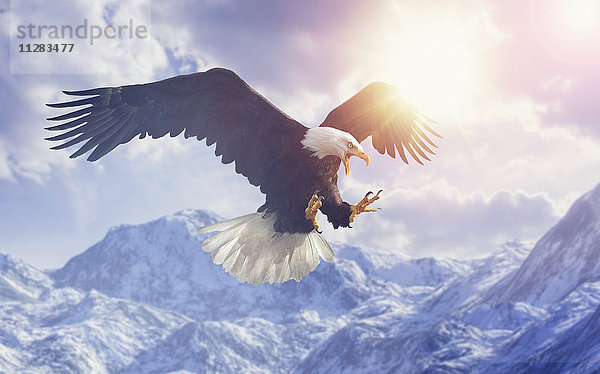 Fierce Adler fliegen in bewölktem Himmel über Bergkette im Winter