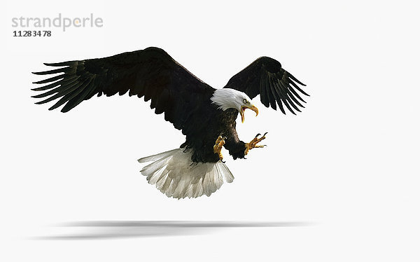 Studioaufnahme eines wilden Adlers im Flug