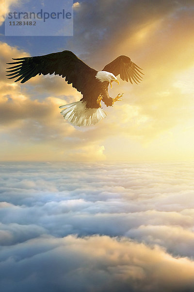 Fierce Adler fliegen in Sonnenuntergang Himmel