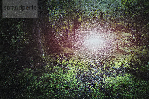 Glühende verbundene Punkte schweben im Wald