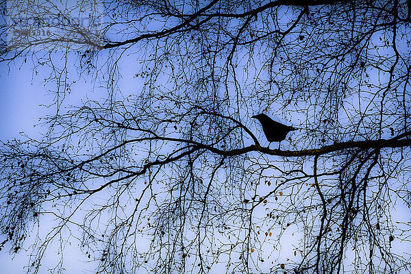 Silhouette eines Vogels auf einem Baumzweig
