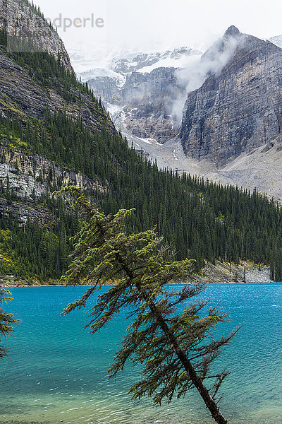 Baum lehnt am nebligen Bergsee