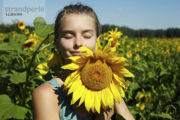 Kaukasisches Mädchen riecht an Sonnenblumen im Feld