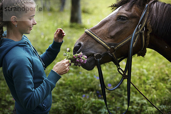 Kaukasisches Mädchen hält Blumen für Pferd zu riechen