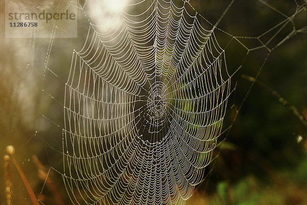 Nahaufnahme eines Spinnennetzes