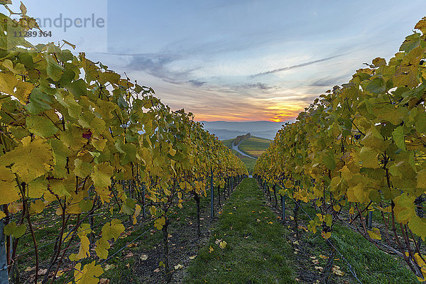 Deutschland  Baden-Württemberg  Michelbach  Weinberg am Abend