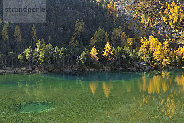 Lärchenbäume im Herbst am Ufer des Lai da Palquogna  Albula-Pass  Graubünden  Schweiz
