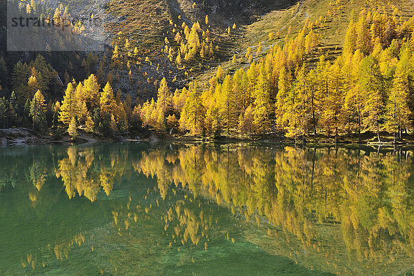 Lärchenbäume im Herbst am Ufer des Lai da Palquogna  Albula-Pass  Graubünden  Schweiz