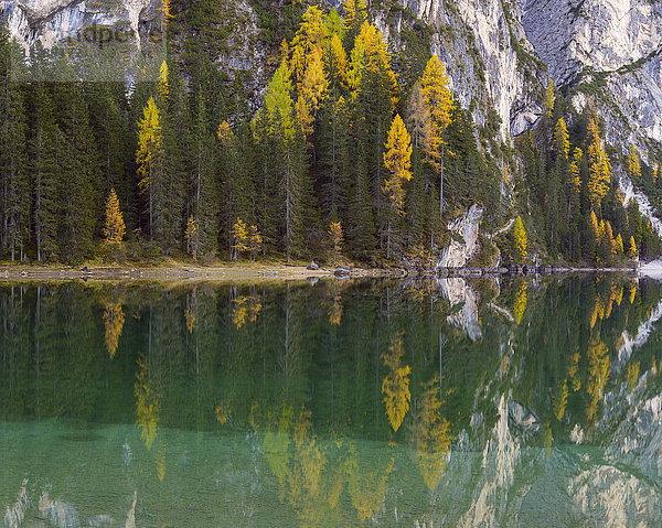 Berghang mit bunten Lärchenbäumen  die sich im Pragser Wildsee im Herbst spiegeln  Südtirol  Pragser Dolomiten  Italien