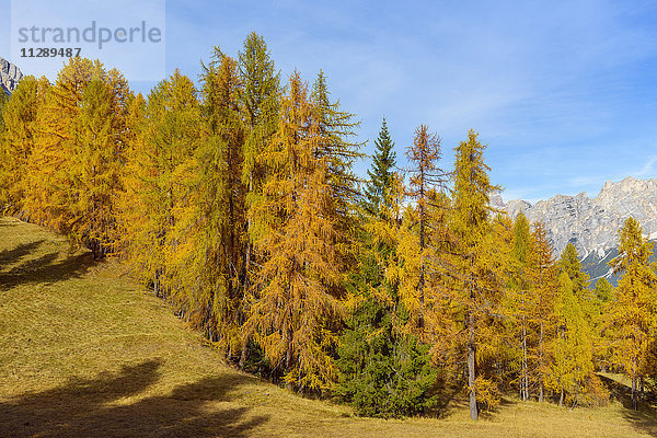 Farbenprächtige Lärchen im Herbst  Passo di Falzarego  Cortina d'Ampezzo  Venetien  Dolomiten  Italien