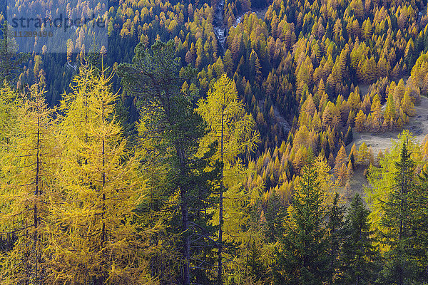 Herbstlicher Wald  Castello  Cernadoi  Passo di Falzarego  Venetien  Dolomiten  Italien