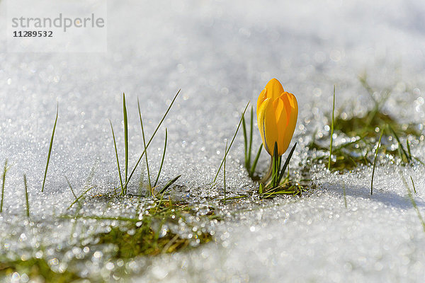 Nahaufnahme eines gelben Krokus im Schnee  Bayern  Deutschland