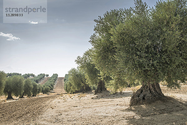 Spanien  Ciudad Real  Olivenbaumplantage