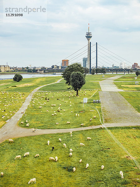 Deutschland  Düsseldorf  Blick auf Schafherde auf Rheinwiesen und Skyling im Hintergrund