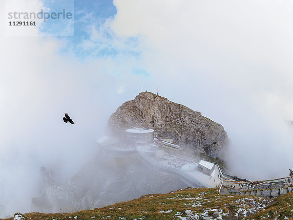 Schweiz  Emmentaler Alpen  Alpendohle an der Bergstation Pilatus-Kulm