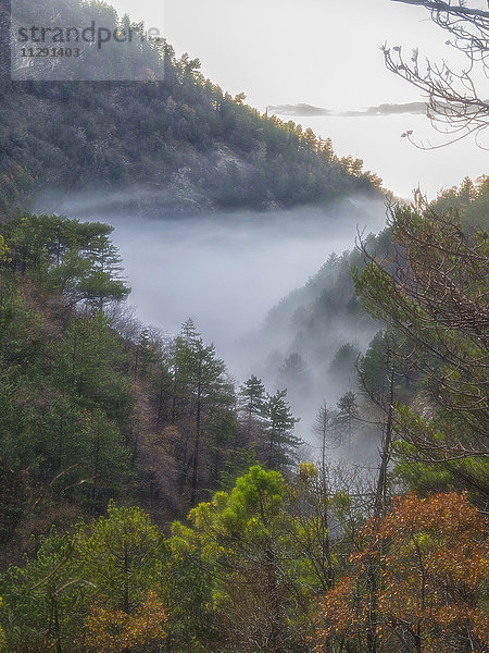 Italien  Umbrien  Apennin  Wald mit Laubfarben und Nebel