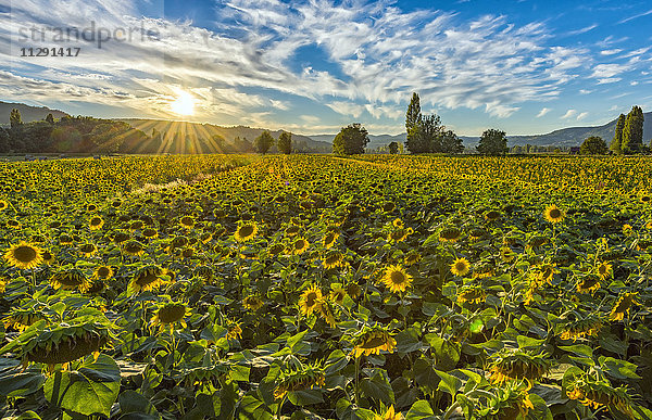 Italien  Umbrien  Sonnenblumenfeld in der Abenddämmerung